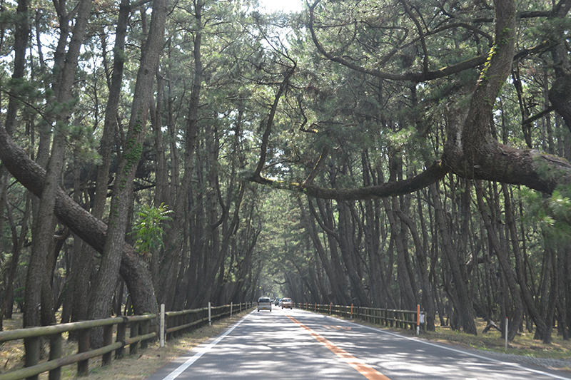 虹の松原（唐津市）